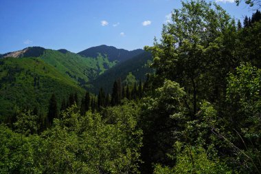 Aksai Boğazı. Farklı bitki örtüsü olan dağlık bir bölge. Tia