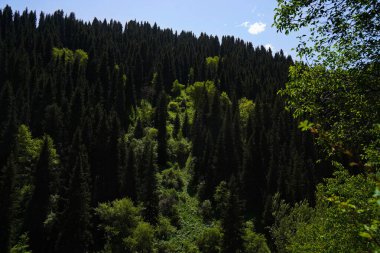 Aksai Boğazı. Farklı bitki örtüsü olan dağlık bir bölge. Tian Shan Dağları.