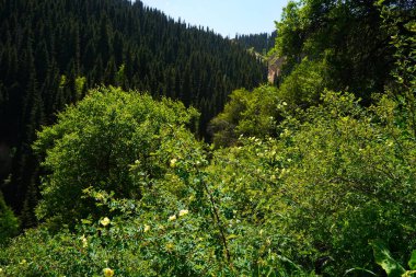 Aksai Boğazı. Farklı bitki örtüsü olan dağlık bir bölge. Tian Shan Dağları.