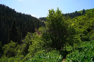 Aksai Boğazı. Farklı bitki örtüsü olan dağlık bir bölge. Tian Shan Dağları.