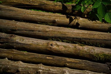 Tahta kirişler. Vahşi bitki örtüsüyle çevrili dağlık bir bölgede eski bir köprü..