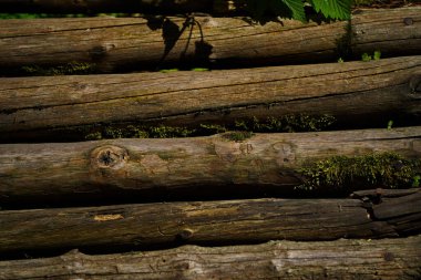 Tahta kirişler. Vahşi bitki örtüsüyle çevrili dağlık bir bölgede eski bir köprü..