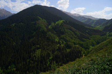 Aksai Boğazı. Farklı bitki örtüsü olan dağlık bir bölge. Tian Shan Dağları.