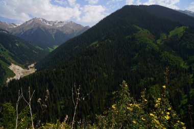 Dağlık bir alanda, yabani bitkilerin arasında çiçekler. Aksai Boğazı.