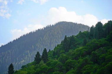 Aksai Boğazı. Farklı bitki örtüsü olan dağlık bir bölge. Tian Shan Dağları.