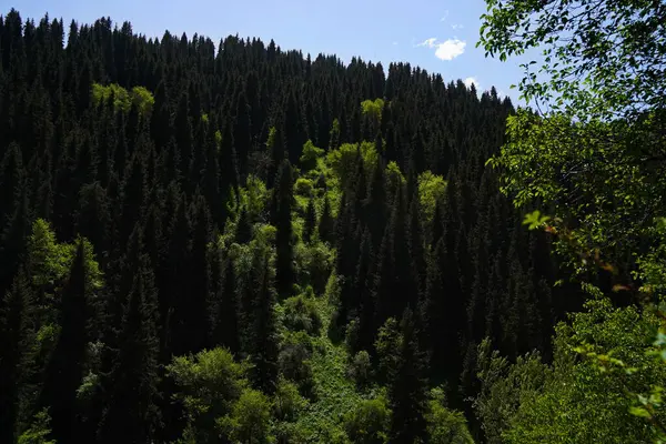 Aksai Boğazı. Farklı bitki örtüsü olan dağlık bir bölge. Tian Shan Dağları.