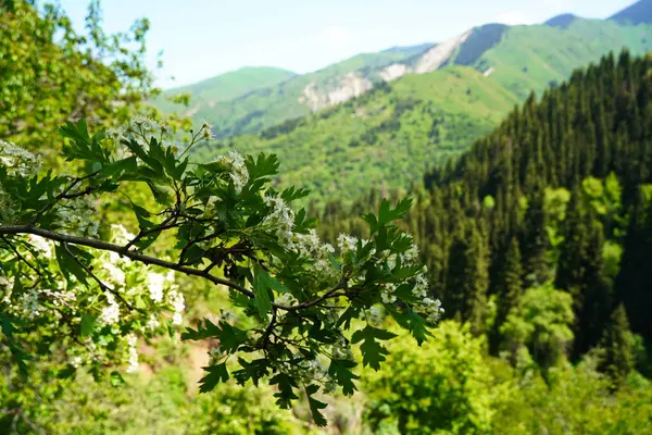 Aksai Boğazı. Farklı bitki örtüsü olan dağlık bir bölge. Tian Shan Dağları.