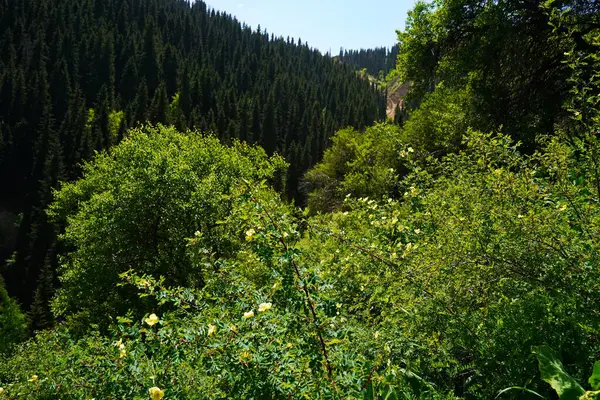Aksai Boğazı. Farklı bitki örtüsü olan dağlık bir bölge. Tian Shan Dağları.