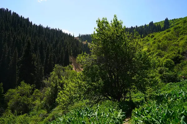 Aksai Boğazı. Farklı bitki örtüsü olan dağlık bir bölge. Tian Shan Dağları.