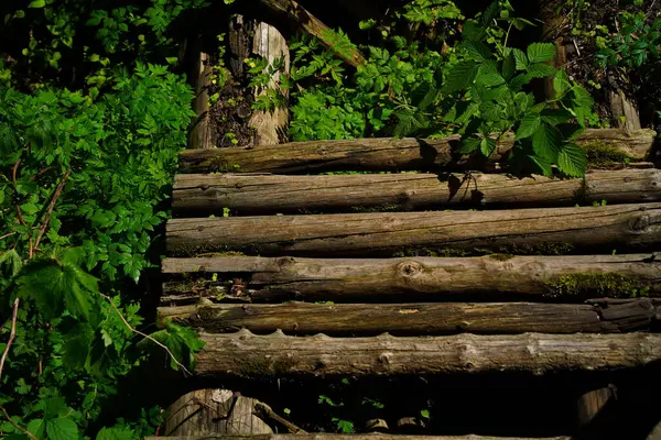 Tahta kirişler. Vahşi bitki örtüsüyle çevrili dağlık bir bölgede eski bir köprü..