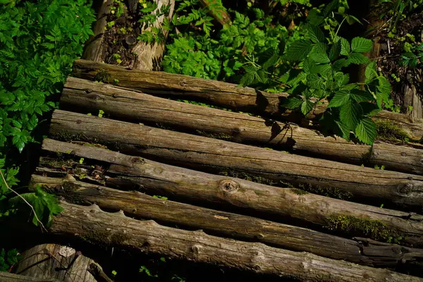 Tahta kirişler. Vahşi bitki örtüsüyle çevrili dağlık bir bölgede eski bir köprü..