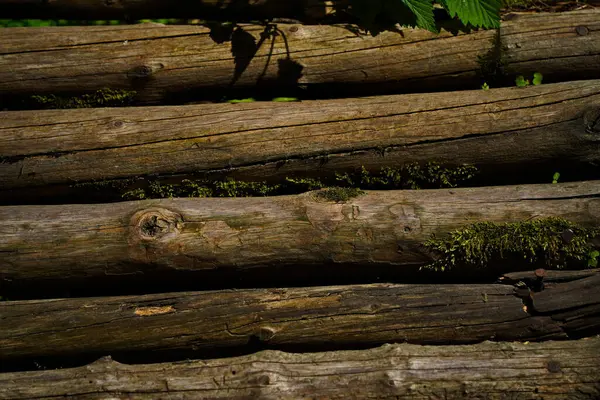 Tahta kirişler. Vahşi bitki örtüsüyle çevrili dağlık bir bölgede eski bir köprü..