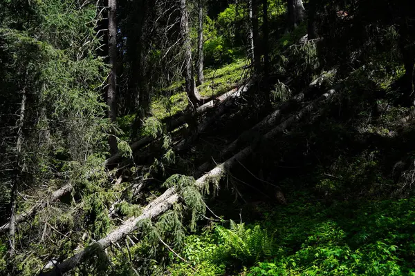 Aksai Boğazı. Farklı bitki örtüsü olan dağlık bir bölge. Tian Shan Dağları.