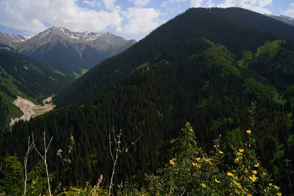Dağlık bir alanda, yabani bitkilerin arasında çiçekler. Aksai Boğazı.