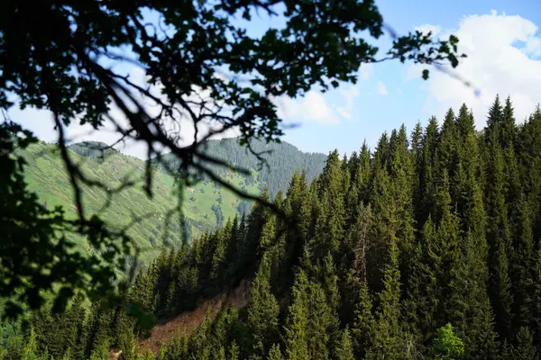 Aksai Boğazı. Farklı bitki örtüsü olan dağlık bir bölge. Tian Shan Dağları.