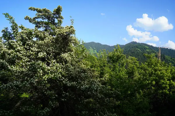 Aksai Boğazı. Farklı bitki örtüsü olan dağlık bir bölge. Tian Shan Dağları.