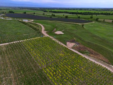 Çeşitli ağaçların filizleriyle dolu büyük bir tarla. Bitki yetiştirme. Ağaç fidanı