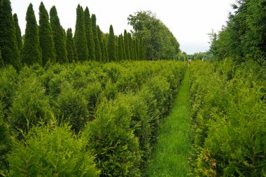 Çeşitli ağaçlar ve düzgün sıralı çalılıklar olan bir fidanlık. Yeşillik, doğal ortam. Bahçıvanlık, peyzaj ve çevre dostu tarım konuları için mükemmel.