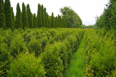 Çeşitli ağaçlar ve düzgün sıralı çalılıklar olan bir fidanlık. Yeşillik, doğal ortam. Bahçıvanlık, peyzaj ve çevre dostu tarım konuları için mükemmel.
