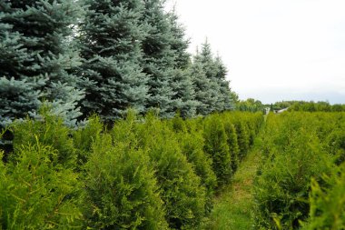 Çeşitli ağaçlar ve düzgün sıralı çalılıklar olan bir fidanlık. Yeşillik, doğal ortam. Bahçıvanlık, peyzaj ve çevre dostu tarım konuları için mükemmel.
