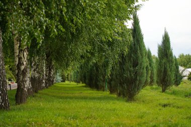 Çeşitli ağaçlar ve düzgün sıralı çalılıklar olan bir fidanlık. Yeşillik, doğal ortam. Bahçıvanlık, peyzaj ve çevre dostu tarım konuları için mükemmel.