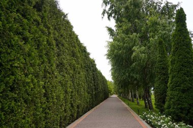 Çeşitli ağaçlar ve düzgün sıralı çalılıklar olan bir fidanlık. Yeşillik, doğal ortam. Bahçıvanlık, peyzaj ve çevre dostu tarım konuları için mükemmel.