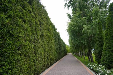 Çeşitli ağaçlar ve düzgün sıralı çalılıklar olan bir fidanlık. Yeşillik, doğal ortam. Bahçıvanlık, peyzaj ve çevre dostu tarım konuları için mükemmel.