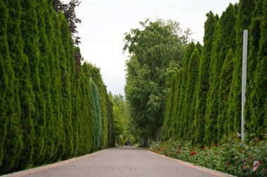 Çeşitli ağaçlar ve düzgün sıralı çalılıklar olan bir fidanlık. Yeşillik, doğal ortam. Bahçıvanlık, peyzaj ve çevre dostu tarım konuları için mükemmel.