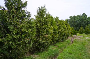 Çeşitli ağaçlar ve düzgün sıralı çalılıklar olan bir fidanlık. Yeşillik, doğal ortam. Bahçıvanlık, peyzaj ve çevre dostu tarım konuları için mükemmel.