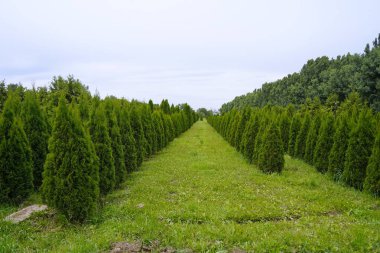 Çeşitli ağaçlar ve düzgün sıralı çalılıklar olan bir fidanlık. Yeşillik, doğal ortam. Bahçıvanlık, peyzaj ve çevre dostu tarım konuları için mükemmel.