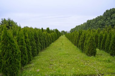 Çeşitli ağaçlar ve düzgün sıralı çalılıklar olan bir fidanlık. Yeşillik, doğal ortam. Bahçıvanlık, peyzaj ve çevre dostu tarım konuları için mükemmel.