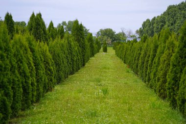 Çeşitli ağaçlar ve düzgün sıralı çalılıklar olan bir fidanlık. Yeşillik, doğal ortam. Bahçıvanlık, peyzaj ve çevre dostu tarım konuları için mükemmel.