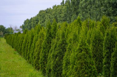 Çeşitli ağaçlar ve düzgün sıralı çalılıklar olan bir fidanlık. Yeşillik, doğal ortam. Bahçıvanlık, peyzaj ve çevre dostu tarım konuları için mükemmel.