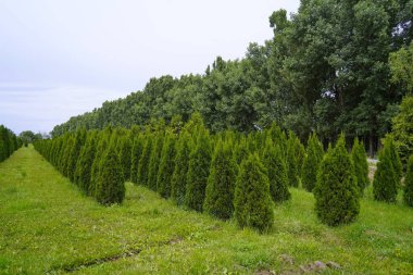 Çeşitli ağaçlar ve düzgün sıralı çalılıklar olan bir fidanlık. Yeşillik, doğal ortam. Bahçıvanlık, peyzaj ve çevre dostu tarım konuları için mükemmel.