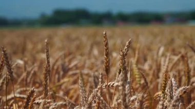 Gün batımında rüzgarda sallanan altın bir buğday tarlası. Kırsal alan hasat, organik tarım ve doğal tahıl üretimini sembolize ediyor. Tarım ve doğa temaları için ideal.