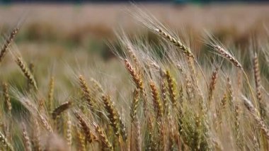 Gün batımında rüzgarda sallanan altın bir buğday tarlası. Kırsal alan hasat, organik tarım ve doğal tahıl üretimini sembolize ediyor. Tarım ve doğa temaları için ideal.