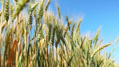 Gün batımında rüzgarda sallanan altın bir buğday tarlası. Kırsal alan hasat, organik tarım ve doğal tahıl üretimini sembolize ediyor. Tarım ve doğa temaları için ideal.