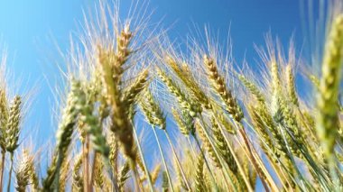 Gün batımında rüzgarda sallanan altın bir buğday tarlası. Kırsal alan hasat, organik tarım ve doğal tahıl üretimini sembolize ediyor. Tarım ve doğa temaları için ideal.