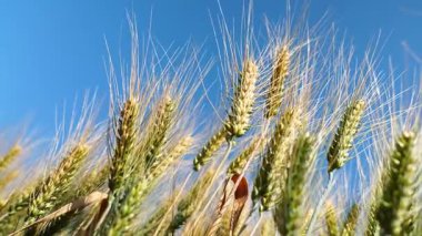 Gün batımında rüzgarda sallanan altın bir buğday tarlası. Kırsal alan hasat, organik tarım ve doğal tahıl üretimini sembolize ediyor. Tarım ve doğa temaları için ideal.