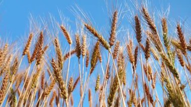 Gün batımında rüzgarda sallanan altın bir buğday tarlası. Kırsal alan hasat, organik tarım ve doğal tahıl üretimini sembolize ediyor. Tarım ve doğa temaları için ideal.