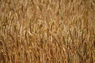 Tahıllı kökler. Güneşin altında olgunlaşan büyük bir buğday tarlası..