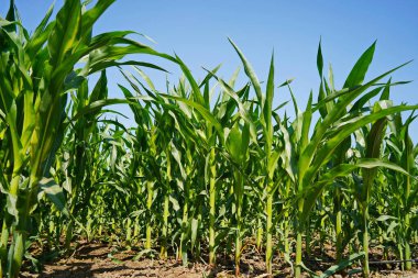 Olgunlaşan mısır tarlası. Yaz.