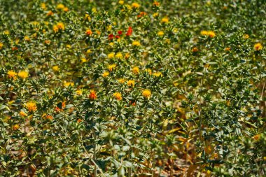 Safra çiçeği. Büyük bir tarlada serpilen Amerikan safranı.