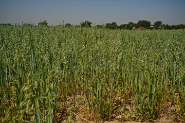 Olgunlaşan yulaf tarlası. Yaz hasadı.