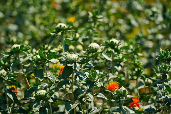 Safra çiçeği. Büyük bir tarlada serpilen Amerikan safranı.