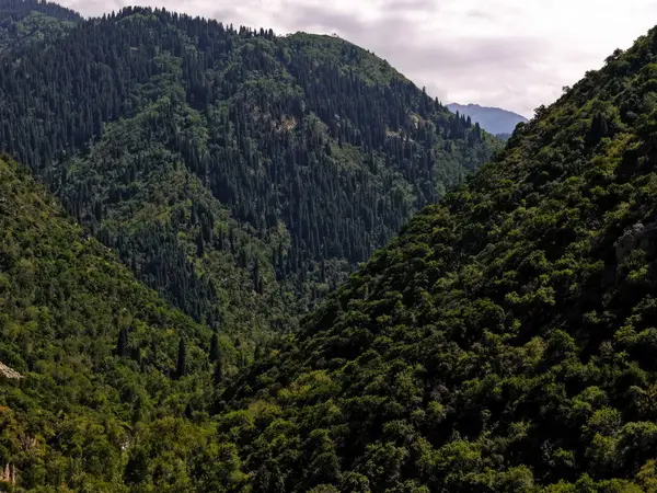 Talgar Vadisi, Tian Shan sıradağlarında çeşitli bitki örtüsüyle manzaralı bir bölge..