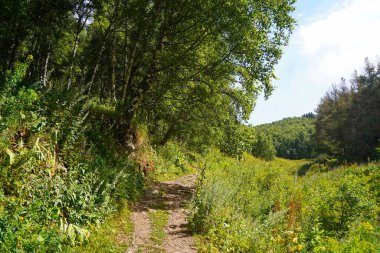Ile-Alatau Ulusal Parkı. Almaty yakınlarında farklı bitki örtüsü olan dağlık bir bölge. Tian Shan Dağları.