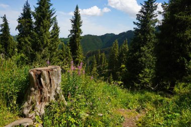 Ile-Alatau Ulusal Parkı. Almaty yakınlarında farklı bitki örtüsü olan dağlık bir bölge. Tian Shan Dağları.
