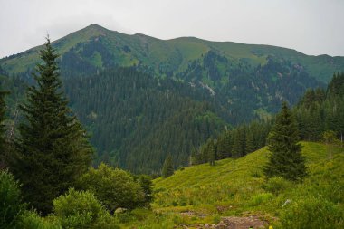 Ile-Alatau Ulusal Parkı. Almaty yakınlarında farklı bitki örtüsü olan dağlık bir bölge. Tian Shan Dağları.