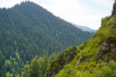 Ile-Alatau Ulusal Parkı. Almaty yakınlarında farklı bitki örtüsü olan dağlık bir bölge. Tian Shan Dağları.